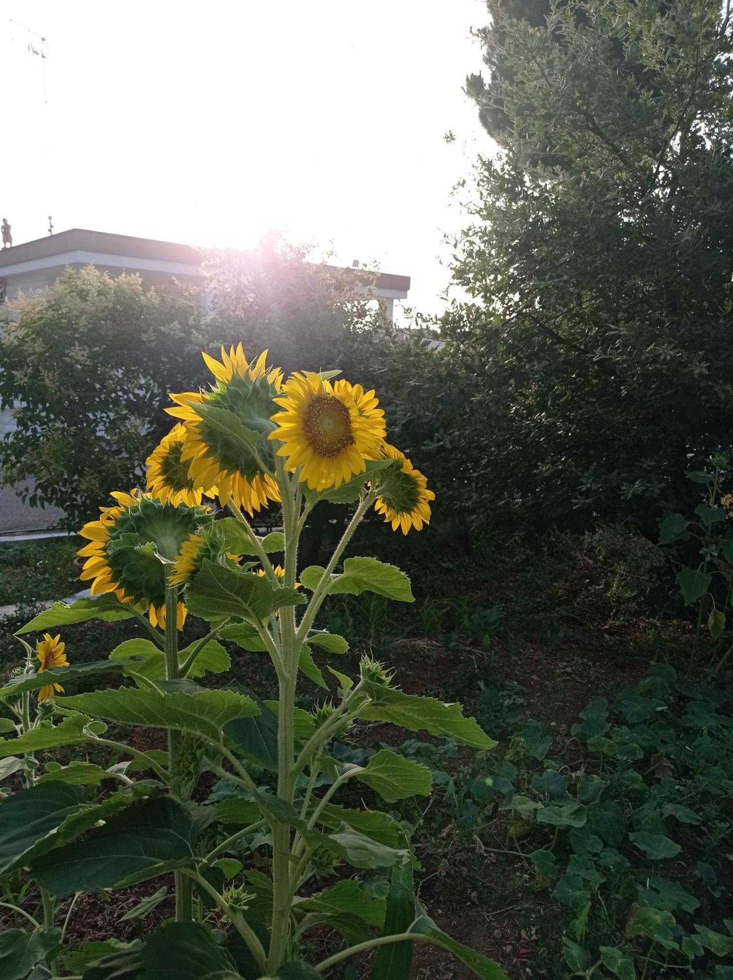 Le Dimore Di Flora Charme